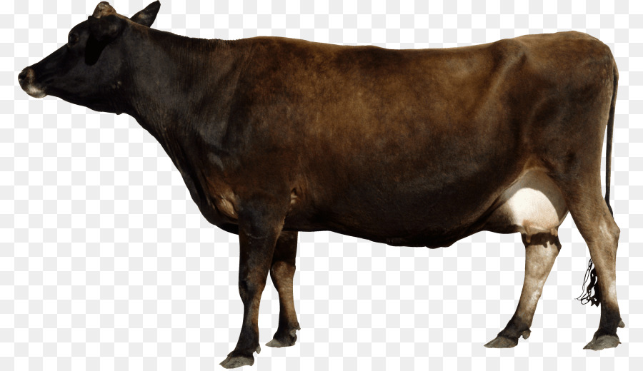 Banteng，Ternak PNG