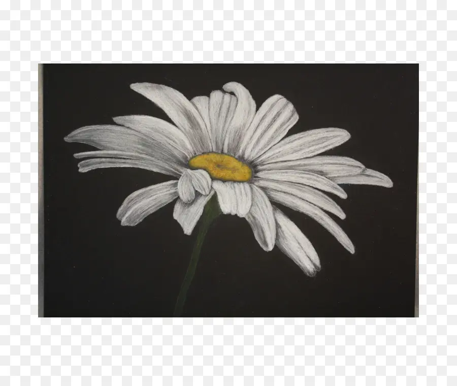 Menggambar Bunga Daisy，Bunga PNG