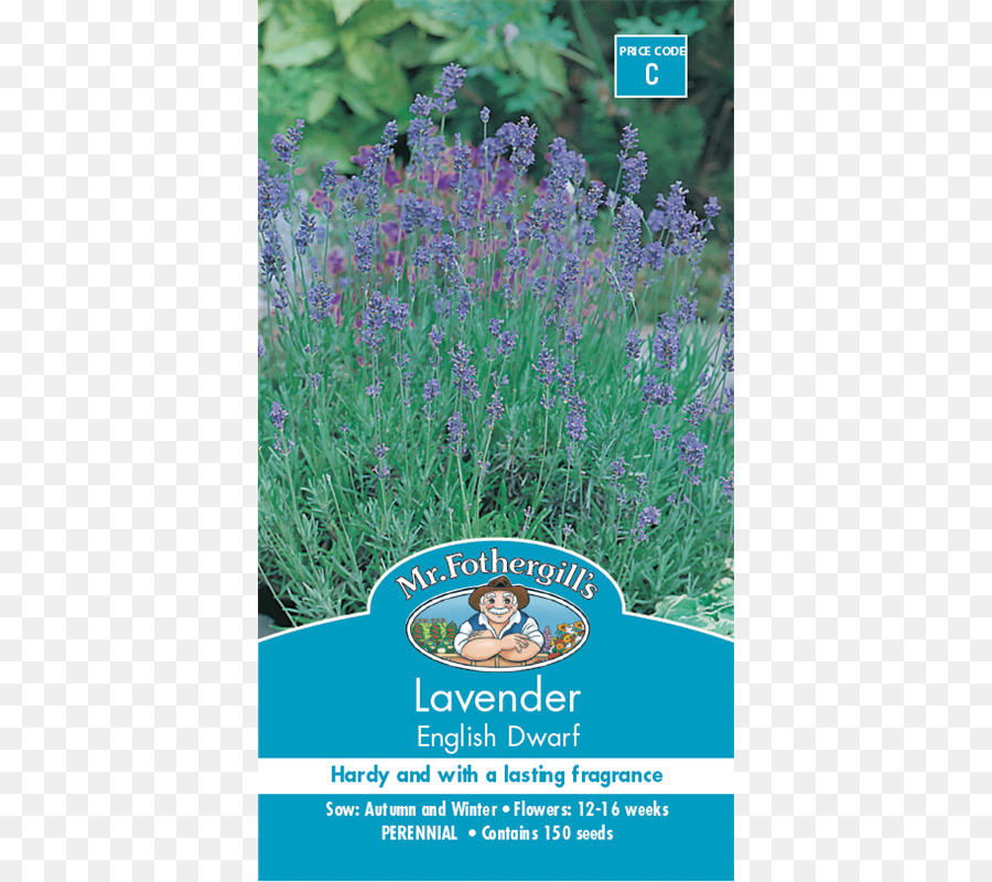 Lavender Inggris，Lavender Perancis PNG