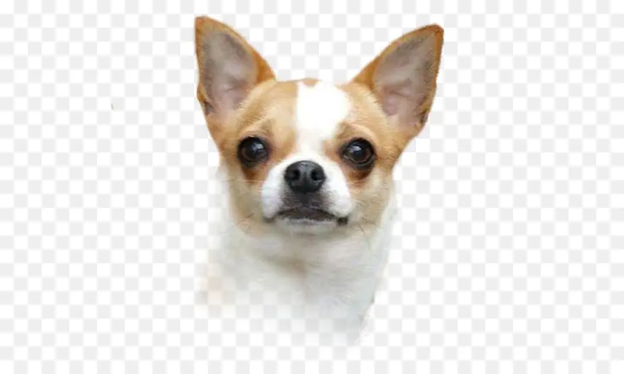 Chihuahua，Anjing PNG