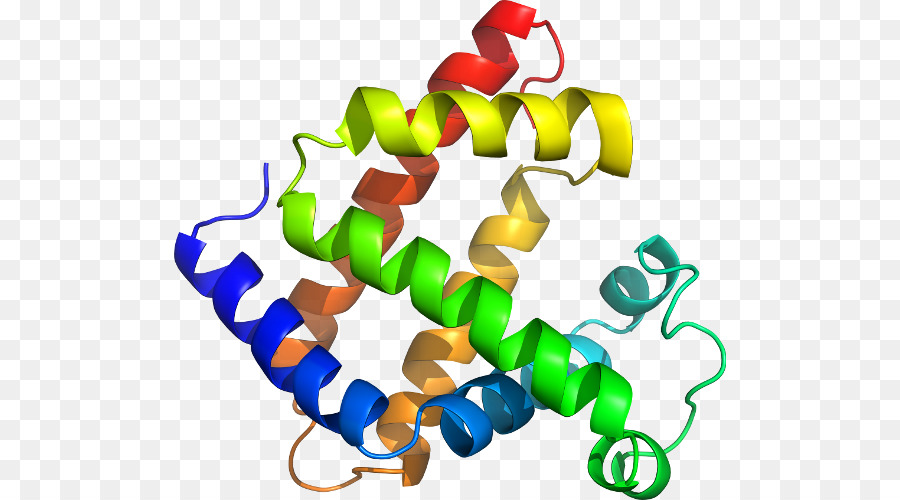 Struktur Protein，Molekul PNG