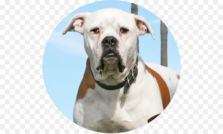 American Bulldog，Lembah Bulldog PNG