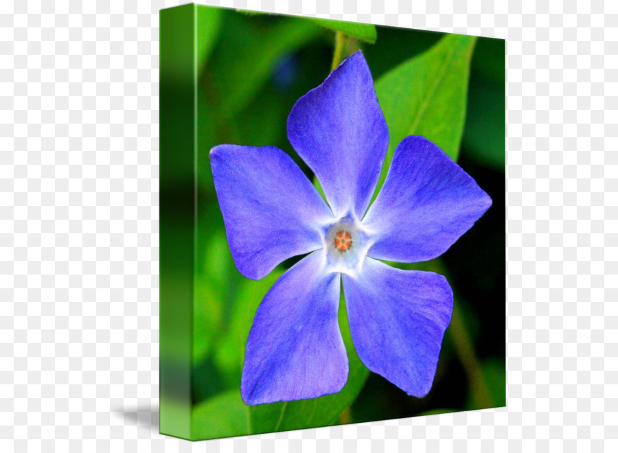 Myrtle，Lebih Besar Periwinkle PNG