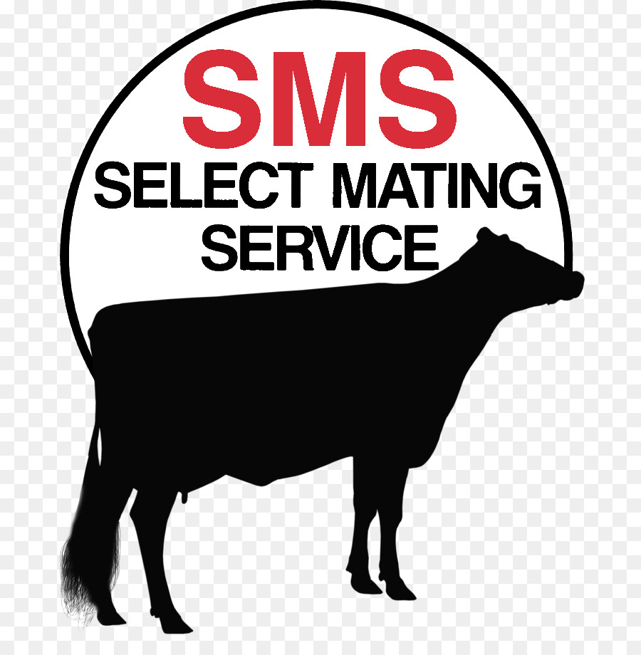 Kawin，Sms PNG