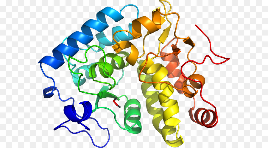 Struktur Protein，Molekul PNG