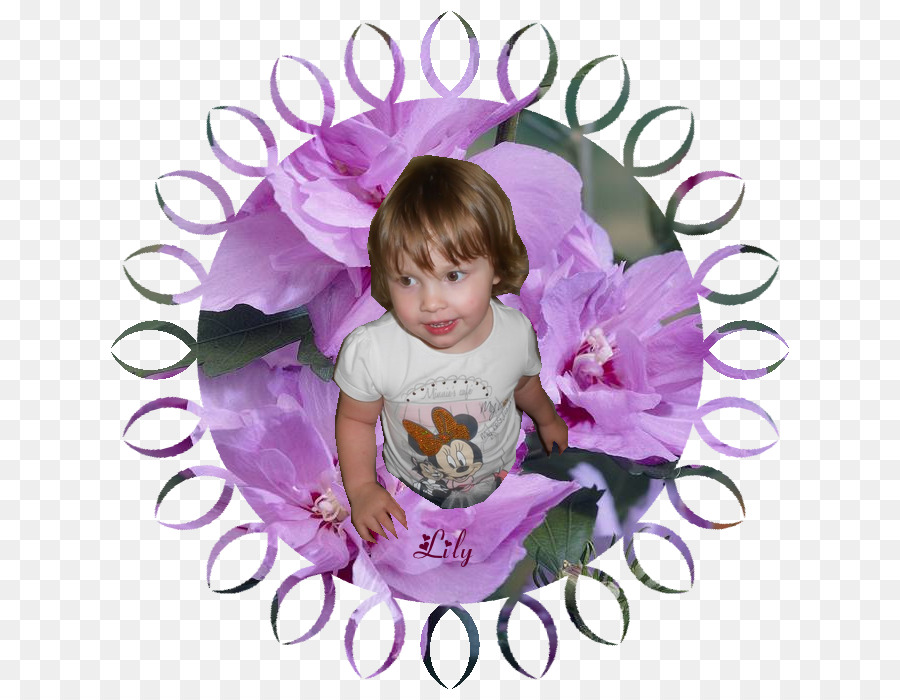 Umum Hibiscus，Semak PNG