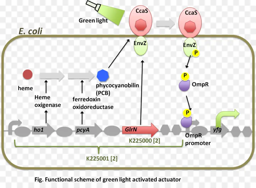 Aktuator Aktif Lampu Hijau，E Coli PNG