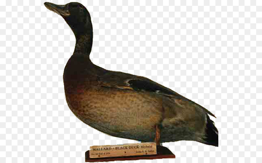 Mallard，Angsa PNG