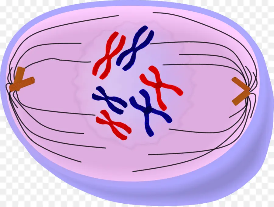 Prometaphase，Anafase PNG