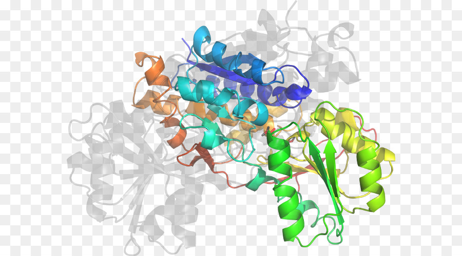 Struktur Protein，Molekul PNG