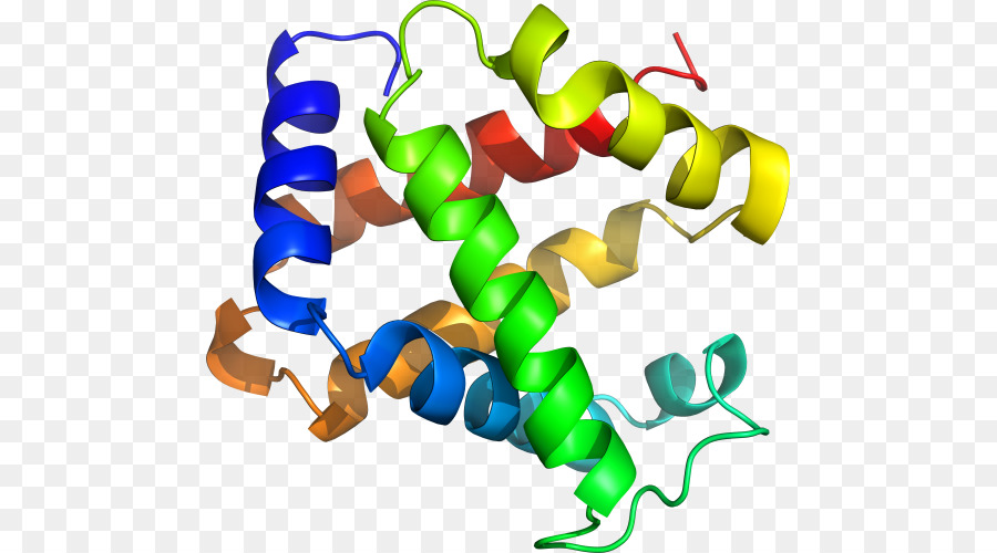 Struktur Protein，Biologi PNG