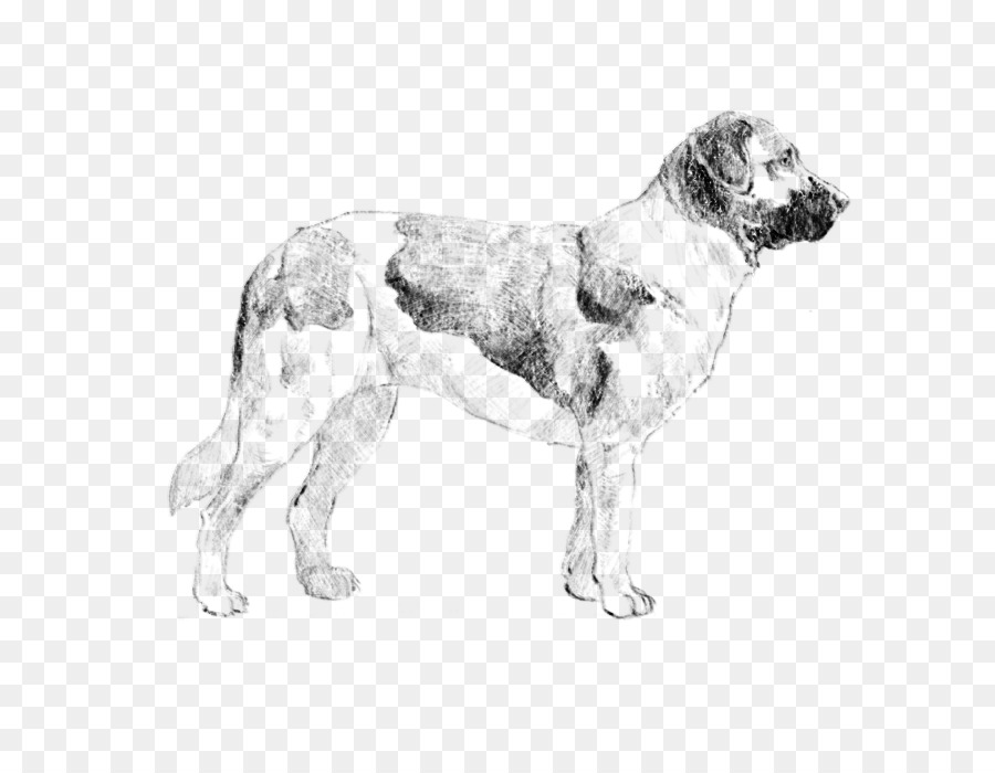 Anjing Saint Bernard，Santo Bernard PNG