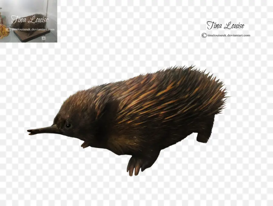 Echidna，Duri PNG