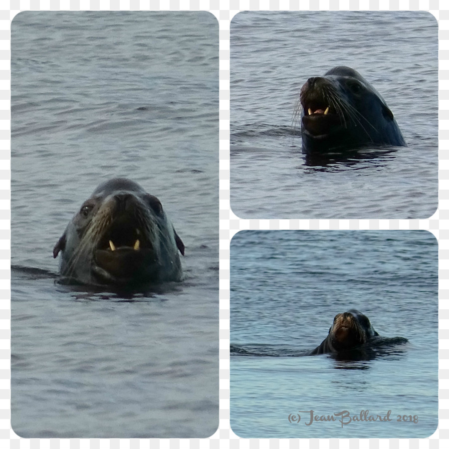 Walrus，Fauna PNG