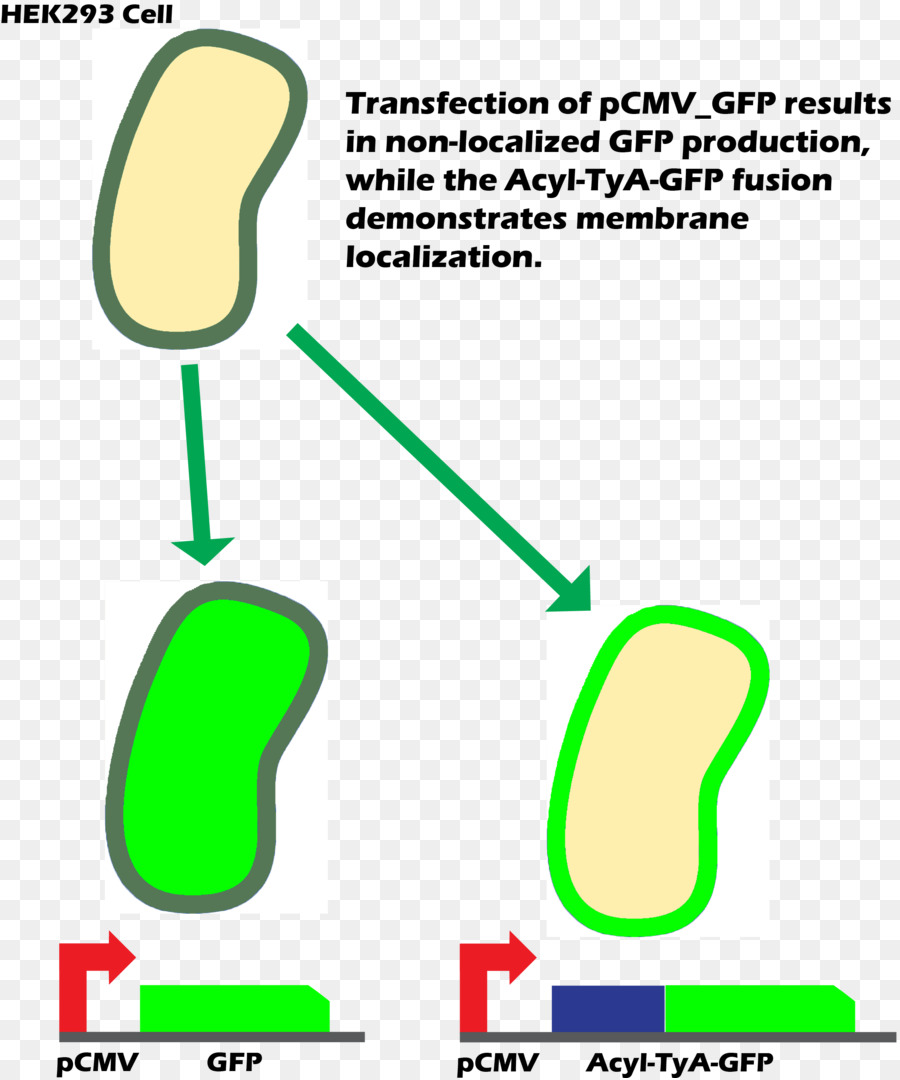 Internasional Rekayasa Mesin，Protein Fluorescent Hijau PNG