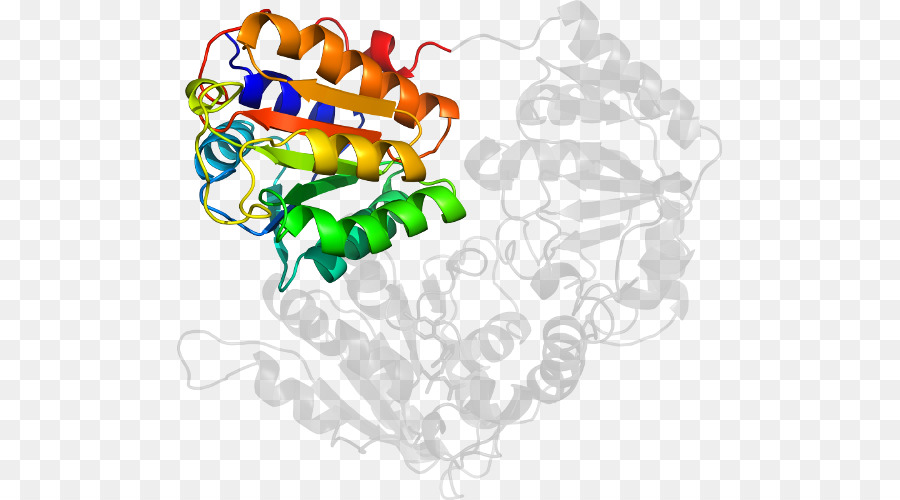 Struktur Protein，Molekul PNG