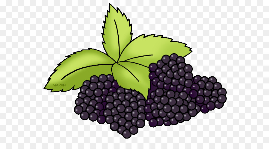 Blackberry，Buah Beri PNG