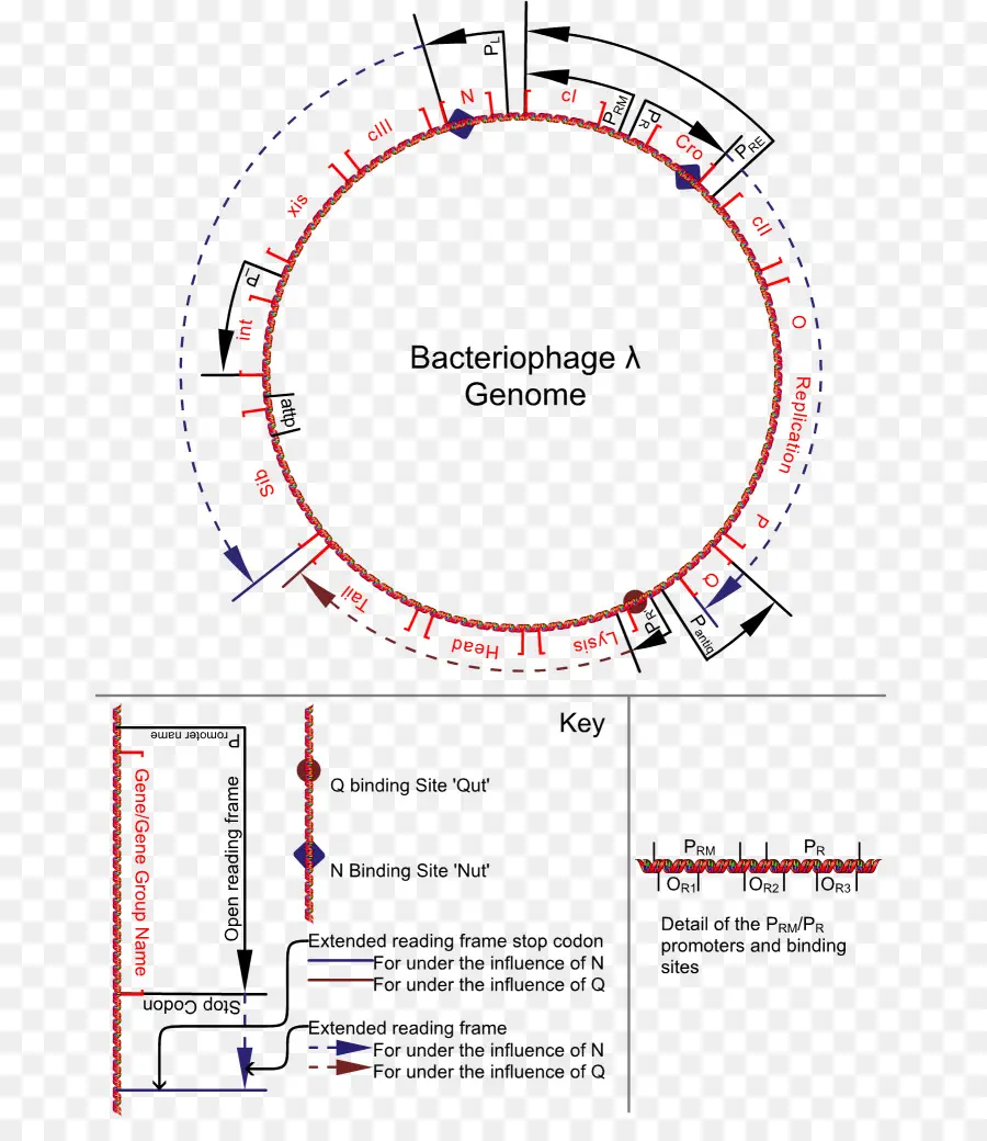 Genom Bakteriofag，Genom PNG