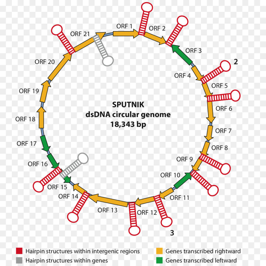 Mimivirus，Virus PNG