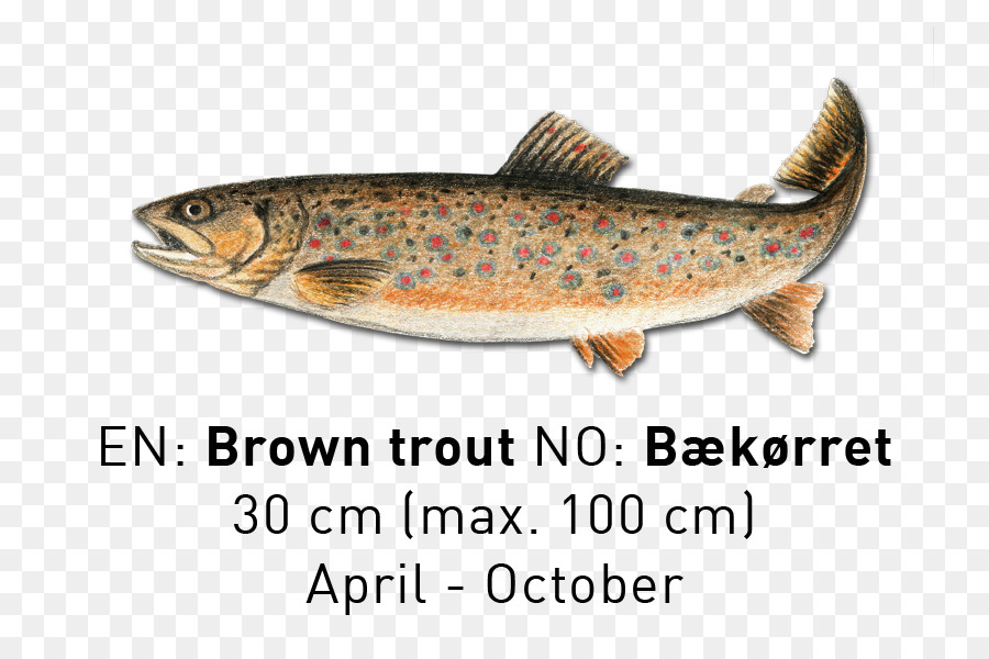 Sarden，Salmon PNG