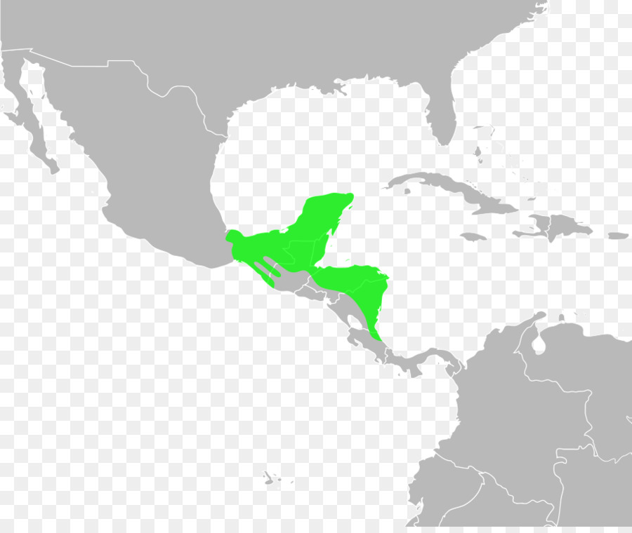 Gulf Coast Kodok，Incilius Marmoreus PNG