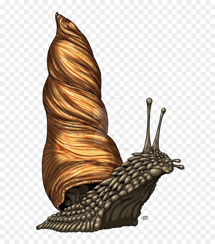 Siput，Kayu PNG