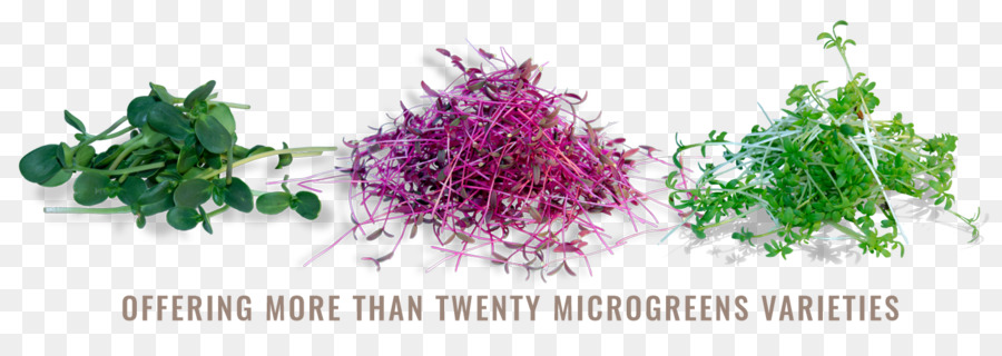 Microgreen，Lobak PNG