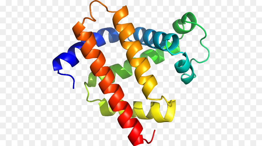 Struktur Protein，Molekul PNG