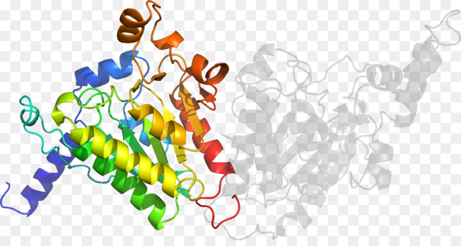 Struktur Protein，Molekul PNG