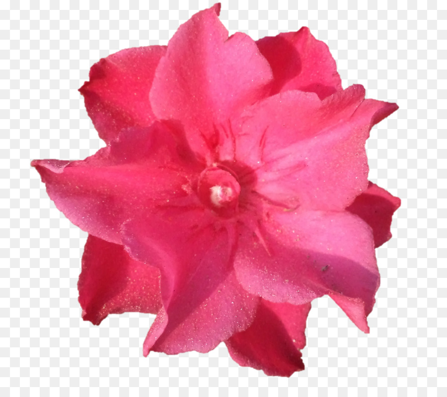 Azalea，Keluarga Mawar PNG