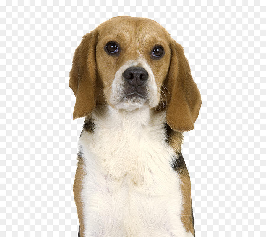 Anjing Basset，Anjing PNG