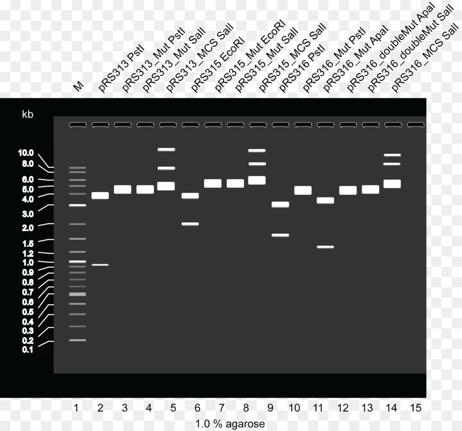 Internasional Rekayasa Mesin，Plasmid PNG