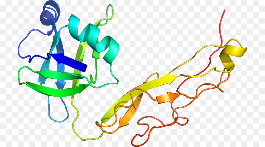 Struktur Protein，Molekul PNG