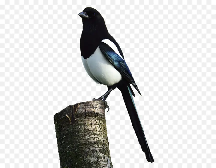 Burung Hitam Putih，Murai PNG