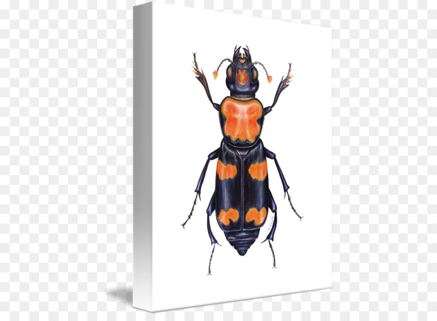 Kumbang，Amerika Burying Beetle PNG