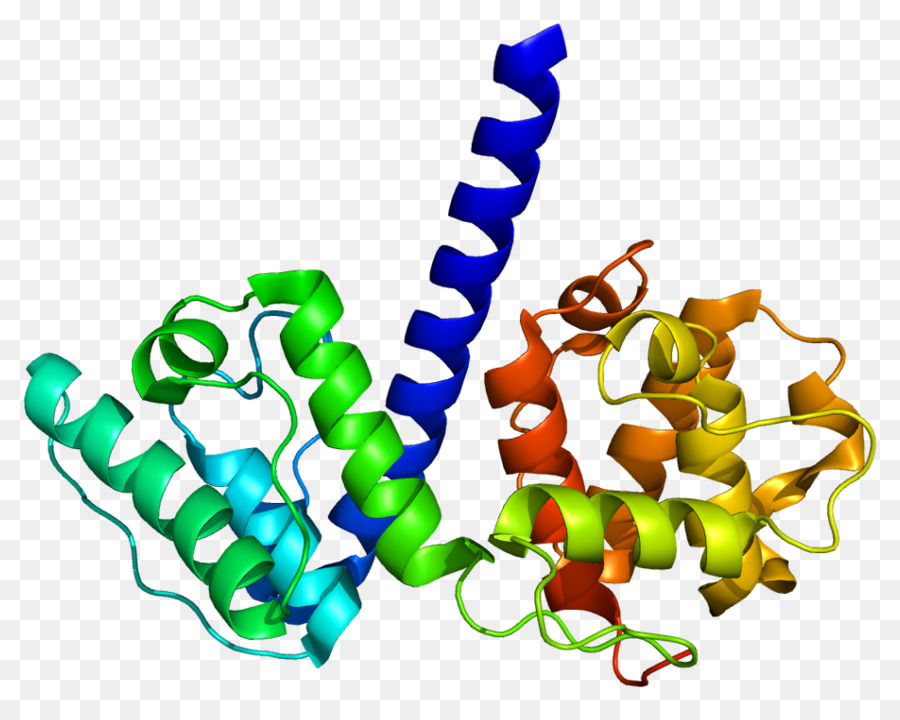 Struktur Protein，Molekul PNG