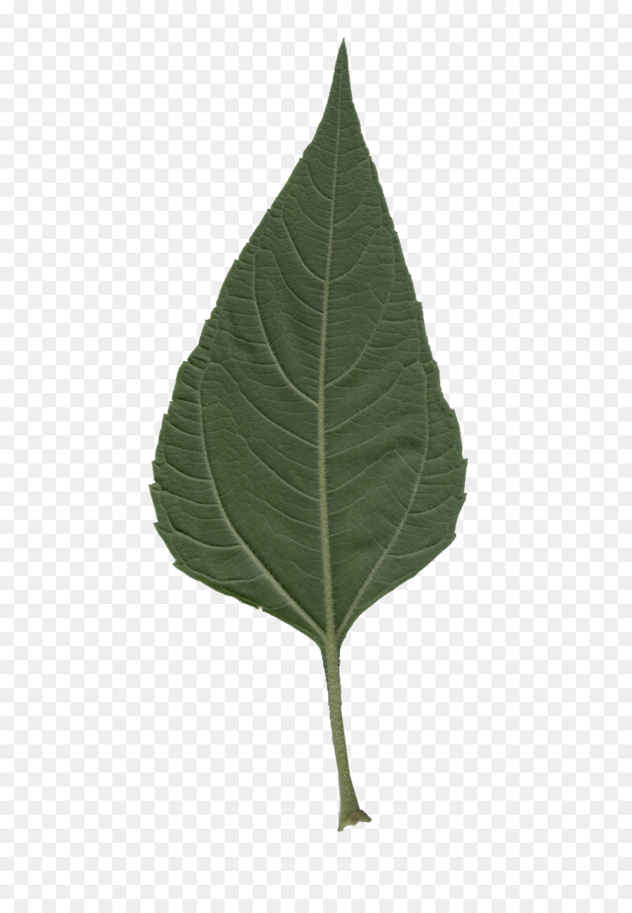 Daun， PNG