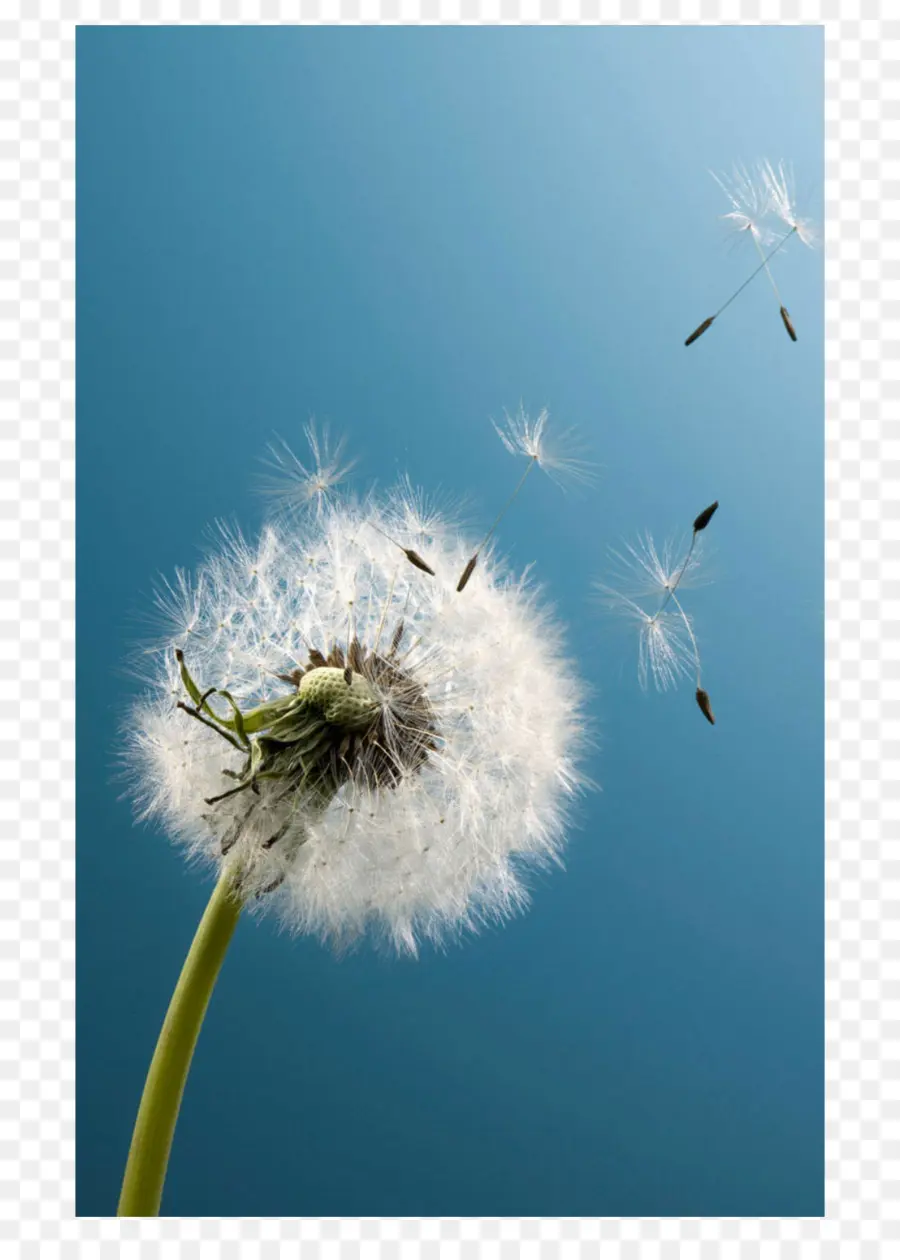 Dandelion，Desktop Wallpaper PNG