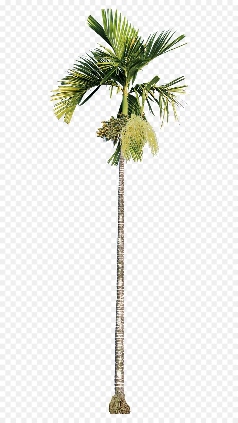 Tanaman Yucca，Pohon PNG