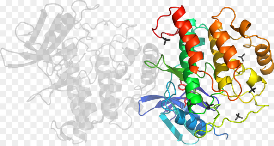 Struktur Protein，Molekul PNG