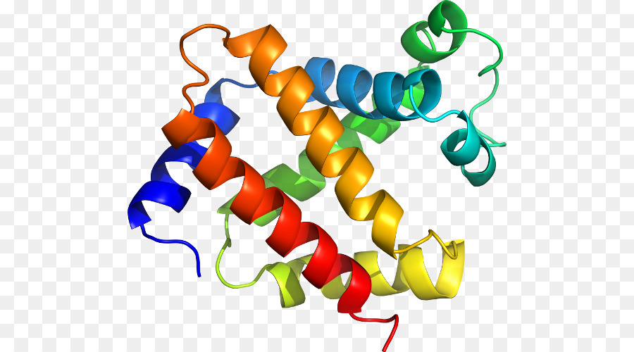 Struktur Protein，Biologi PNG