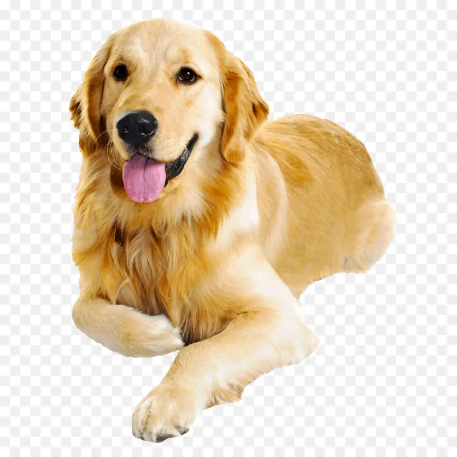 Anjing Golden Retriever，Anjing PNG