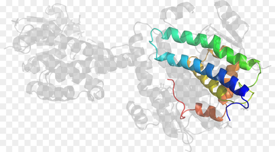 Struktur Protein，Molekul PNG