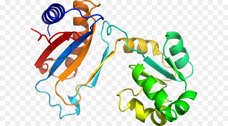 Struktur Protein，Molekul PNG