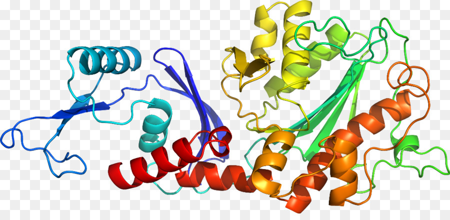 Struktur Protein，Biologi PNG