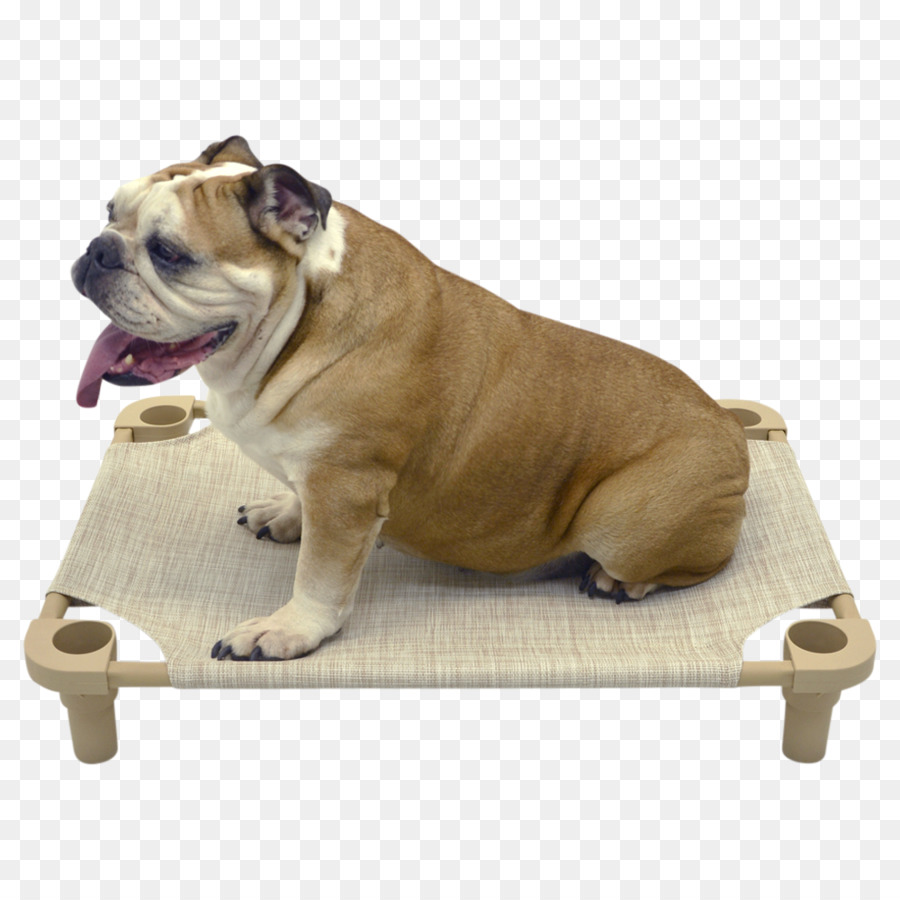 Mainan Bulldog，Dorset Olde Tyme Bulldogge PNG