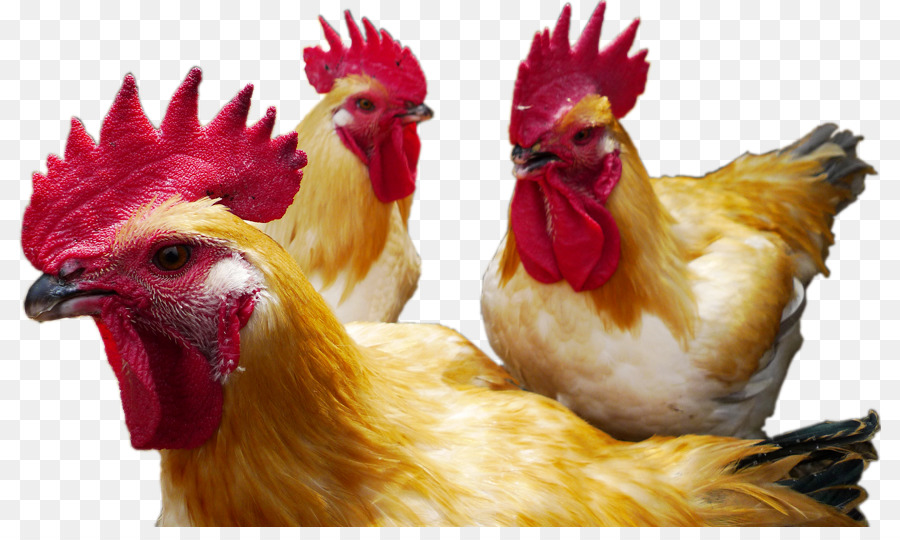 Ayam，Ayam Sebagai Makanan PNG
