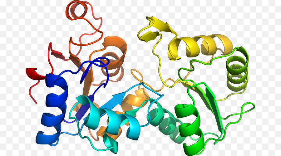 Struktur Protein，Molekul PNG