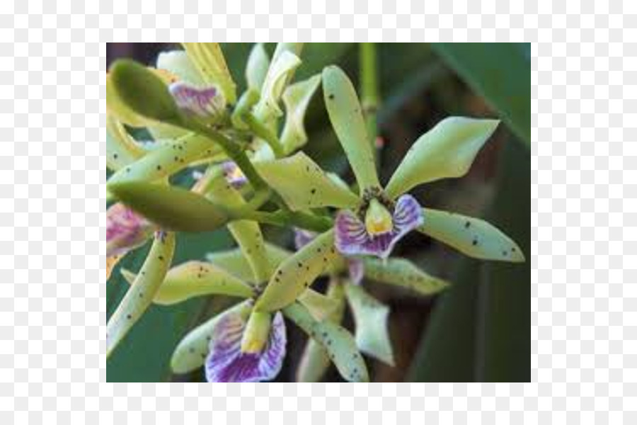 Embel Embel Anggrek，Epidendrum PNG