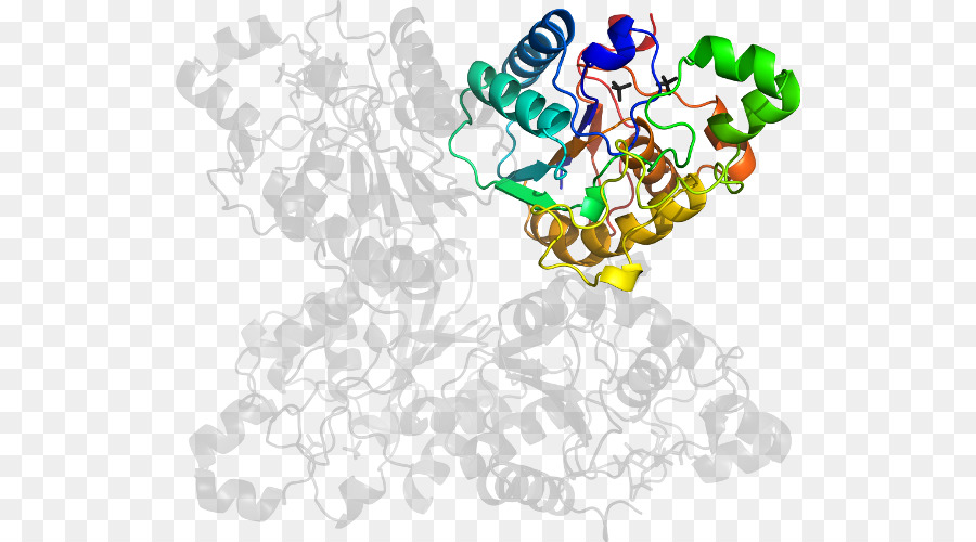 Struktur Protein，Molekul PNG